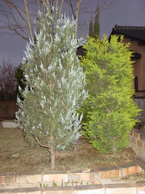 原寸大の写真へ 原寸大の写真へ