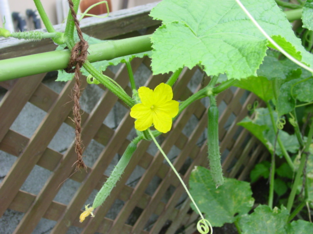 原寸大の写真へ 原寸大の写真へ