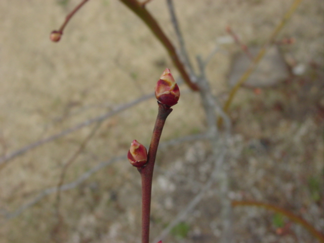原寸大の写真へ 原寸大の写真へ