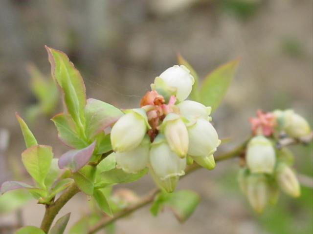 原寸大の写真へ 原寸大の写真へ