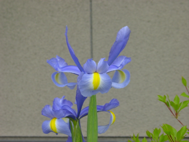 原寸大の写真へ 原寸大の写真へ