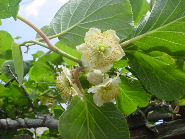 原寸大の写真へ 原寸大の写真へ