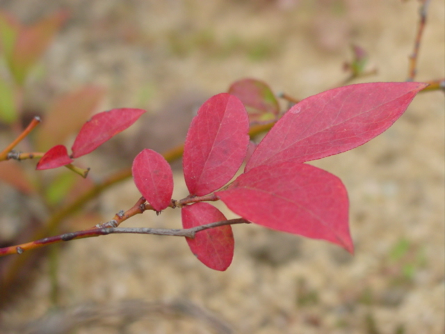 原寸大の写真へ 原寸大の写真へ