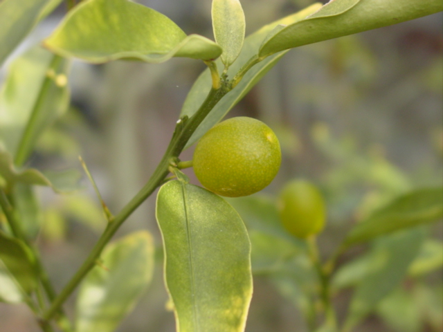 原寸大の写真へ 原寸大の写真へ