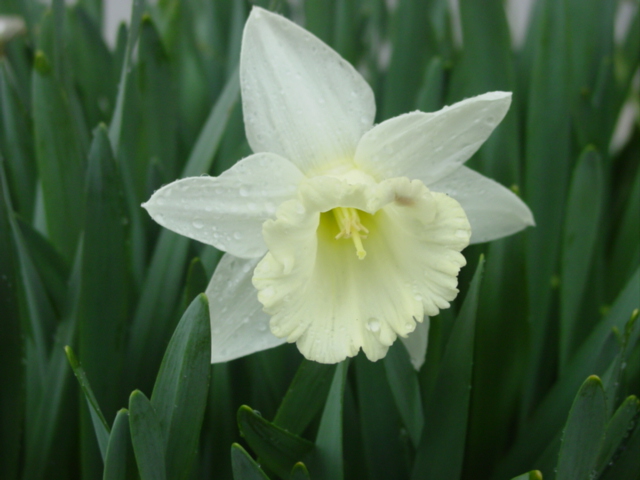 原寸大の写真へ 原寸大の写真へ