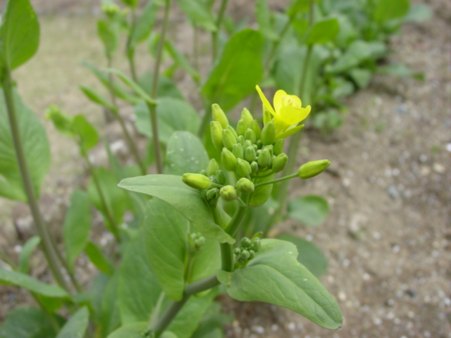 原寸大の写真へ 原寸大の写真へ