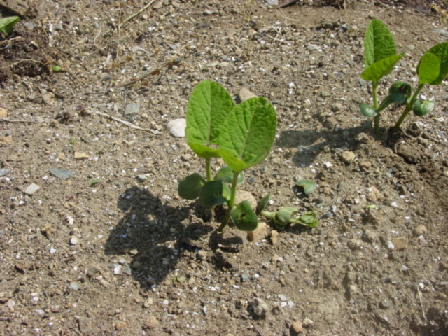 原寸大の写真へ 原寸大の写真へ