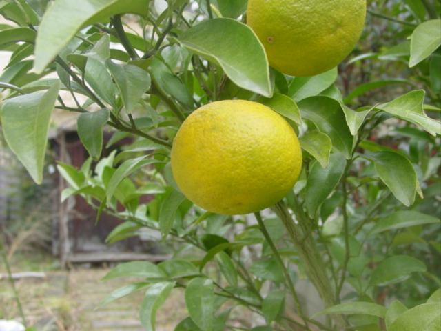 原寸大の写真へ 原寸大の写真へ