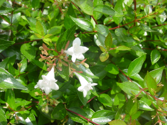 原寸大の写真へ 原寸大の写真へ