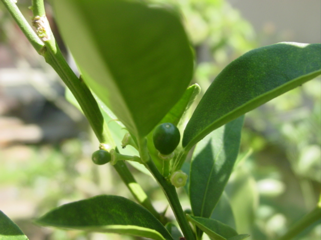 原寸大の写真へ 原寸大の写真へ