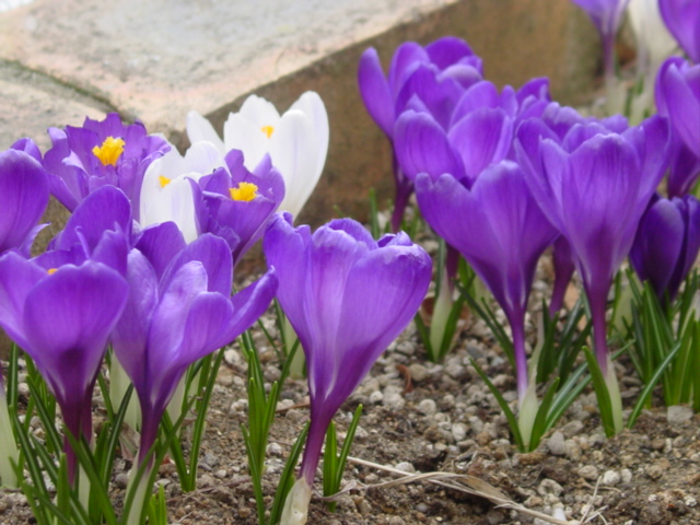 原寸大の写真へ 原寸大の写真へ