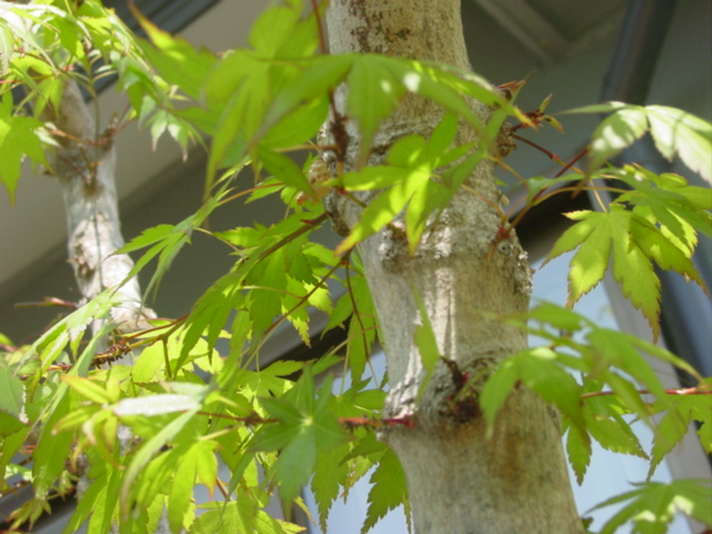 原寸大の写真へ 原寸大の写真へ