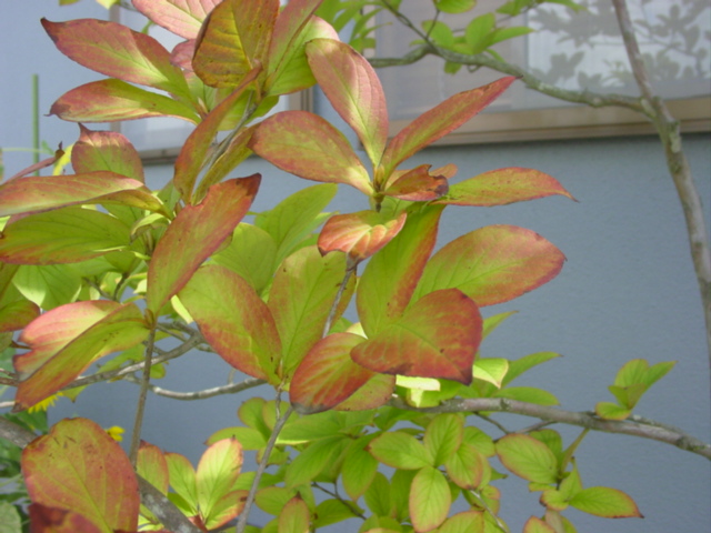 原寸大の写真へ 原寸大の写真へ