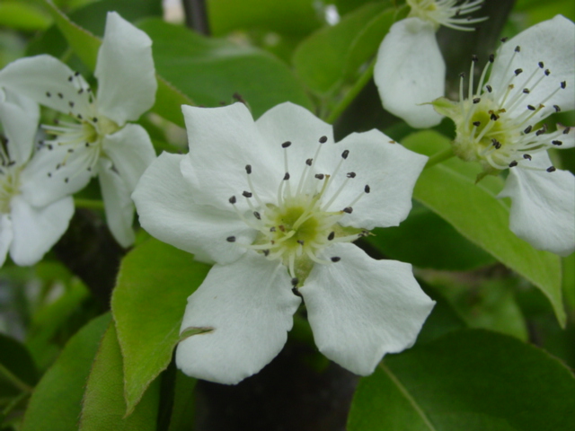 原寸大の表示へ 原寸大の表示へ