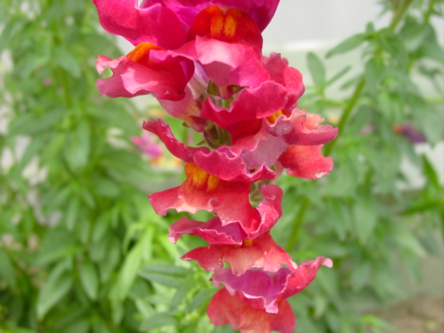 原寸大の写真へ 原寸大の写真へ