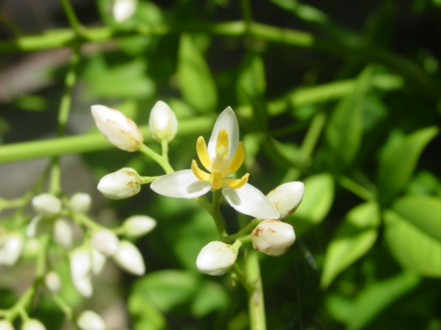 原寸大の写真へ 原寸大の写真へ