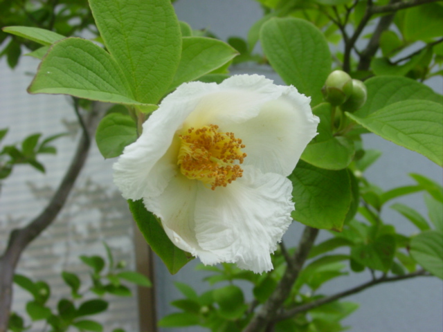 原寸大の写真へ 原寸大の写真へ