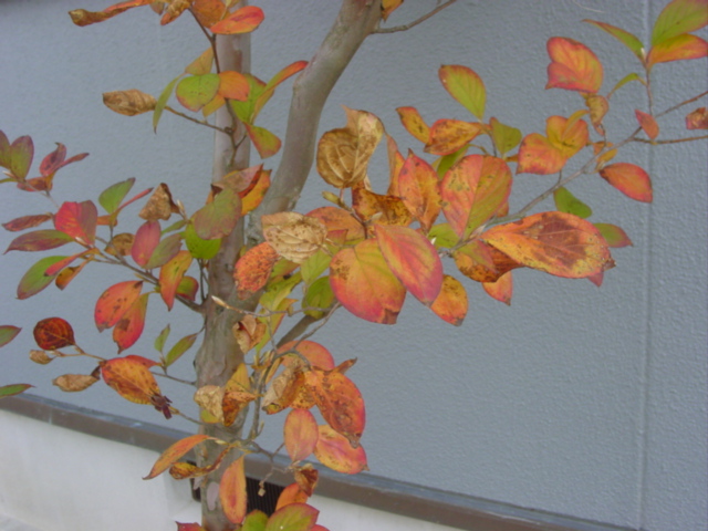 原寸大の写真へ 原寸大の写真へ