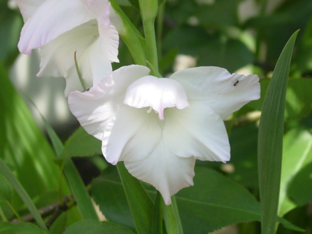 原寸大の写真へ 原寸大の写真へ