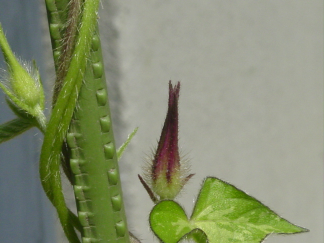 原寸大の写真へ 原寸大の写真へ