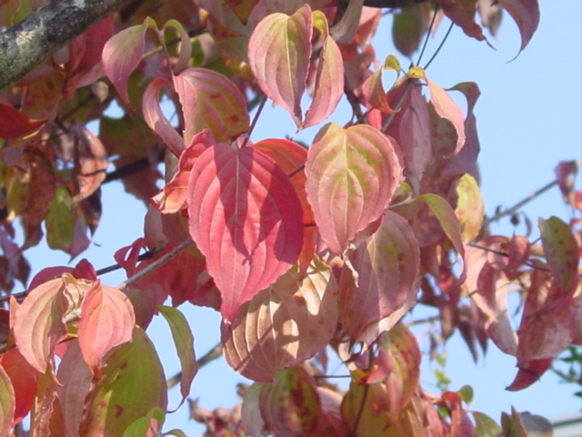 原寸大の写真へ 原寸大の写真へ