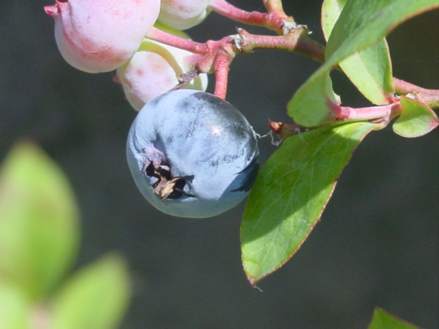 原寸大の写真へ 原寸大の写真へ