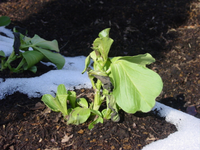 原寸大の写真へ 原寸大の写真へ
