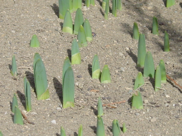 原寸大の写真へ 原寸大の写真へ