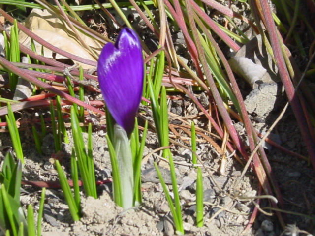 原寸大の写真へ 原寸大の写真へ