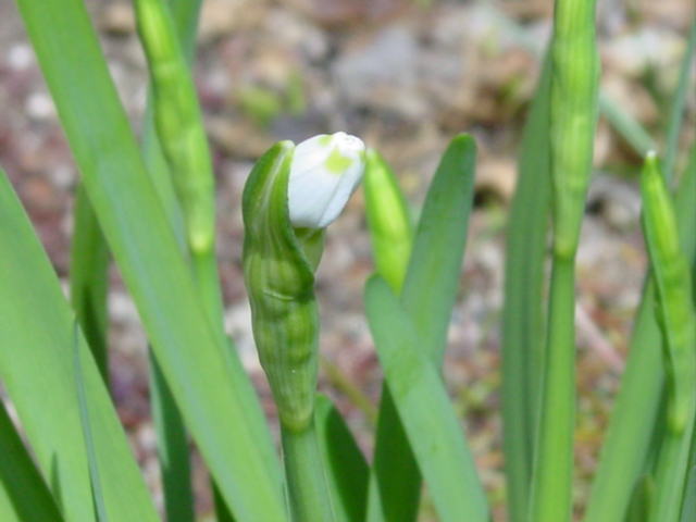 原寸大の写真へ 原寸大の写真へ