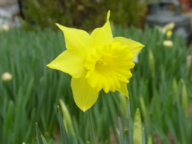 原寸大の写真へ 原寸大の写真へ