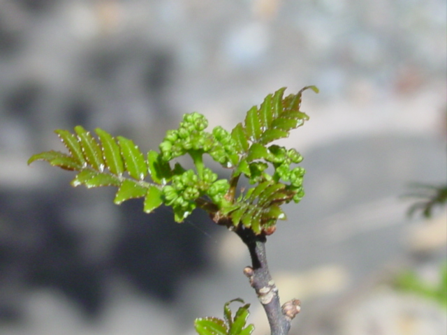 原寸大の写真へ 原寸大の写真へ