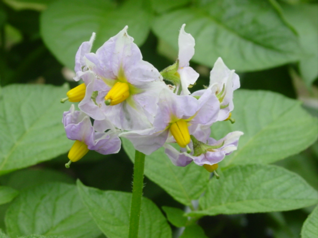 原寸大の写真へ 原寸大の写真へ