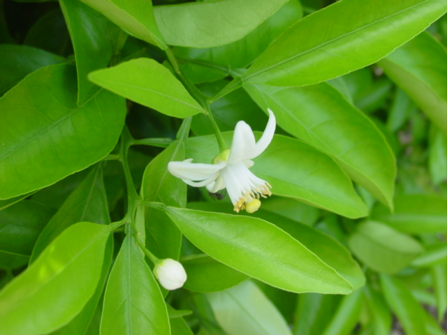 原寸大の写真へ 原寸大の写真へ