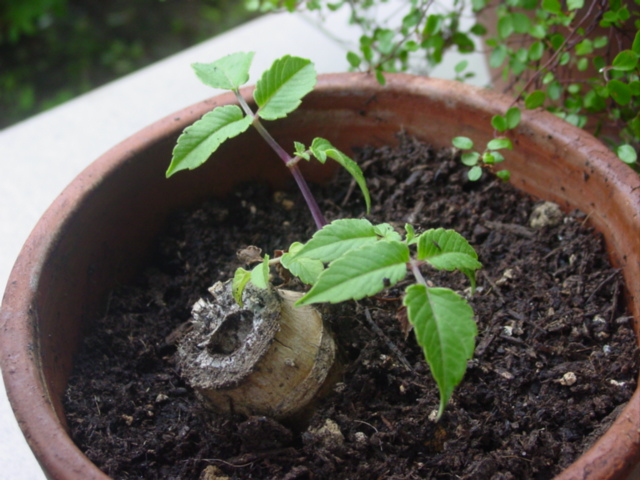 原寸大の写真へ 原寸大の写真へ