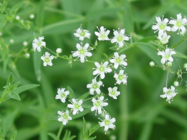 原寸大の写真へ 原寸大の写真へ