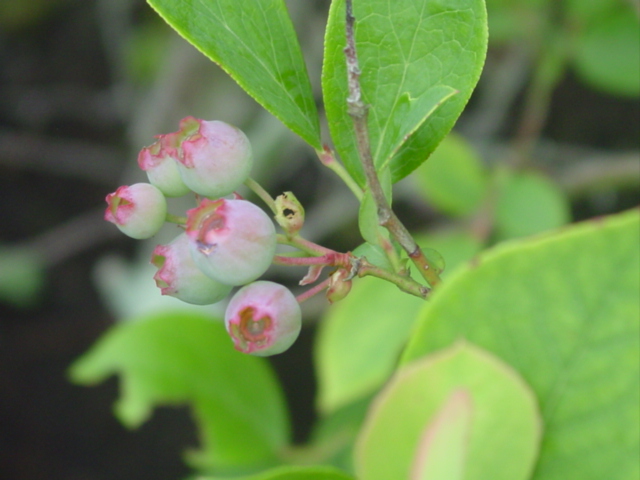 原寸大の写真へ 原寸大の写真へ