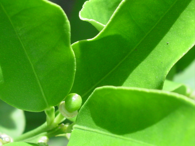 原寸大の写真へ 原寸大の写真へ