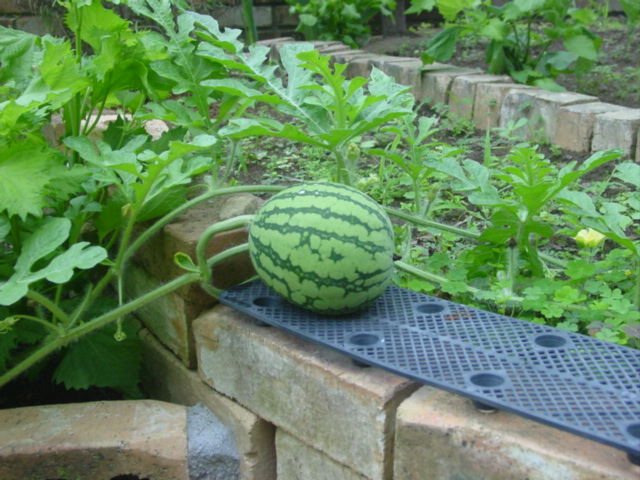 原寸大の写真へ 原寸大の写真へ