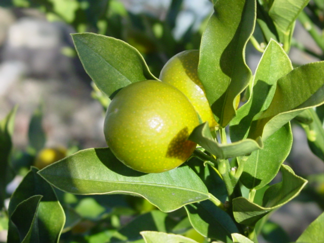 原寸大の写真へ 原寸大の写真へ
