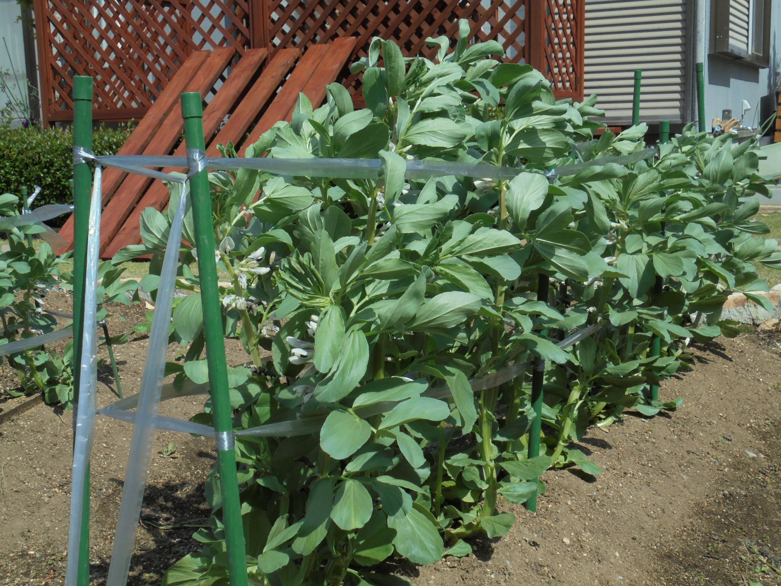 原寸大の写真へ 原寸大の写真へ