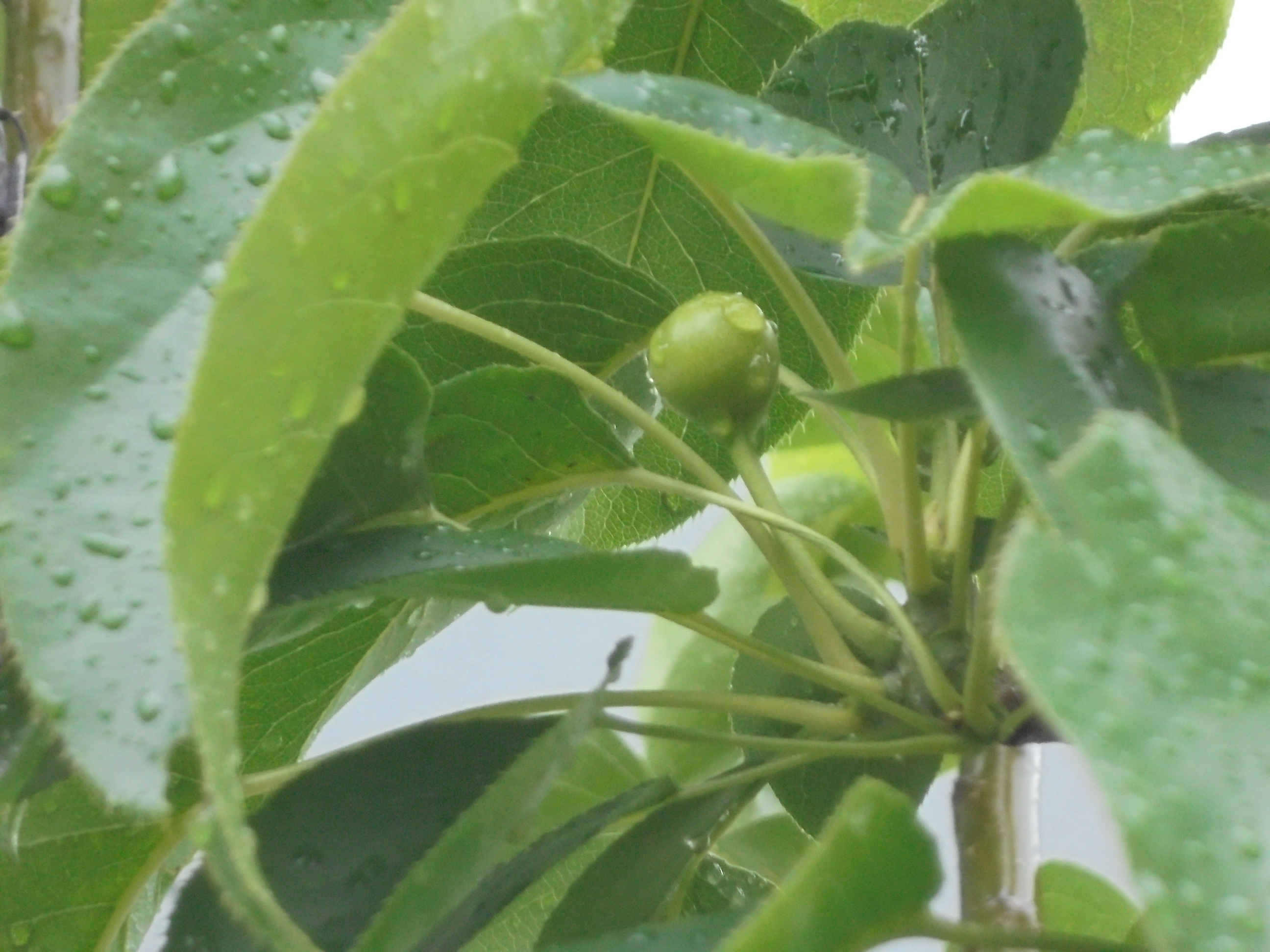 原寸大の写真へ 原寸大の写真へ