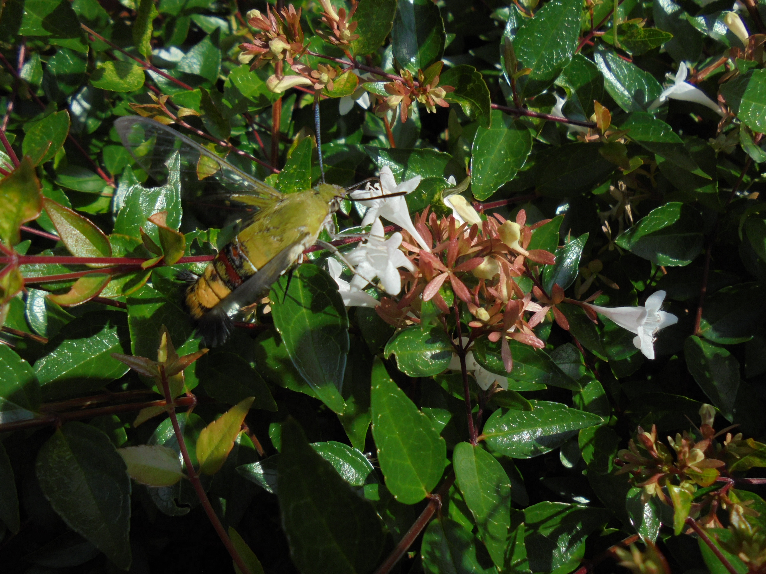 原寸大の写真へ 原寸大の写真へ