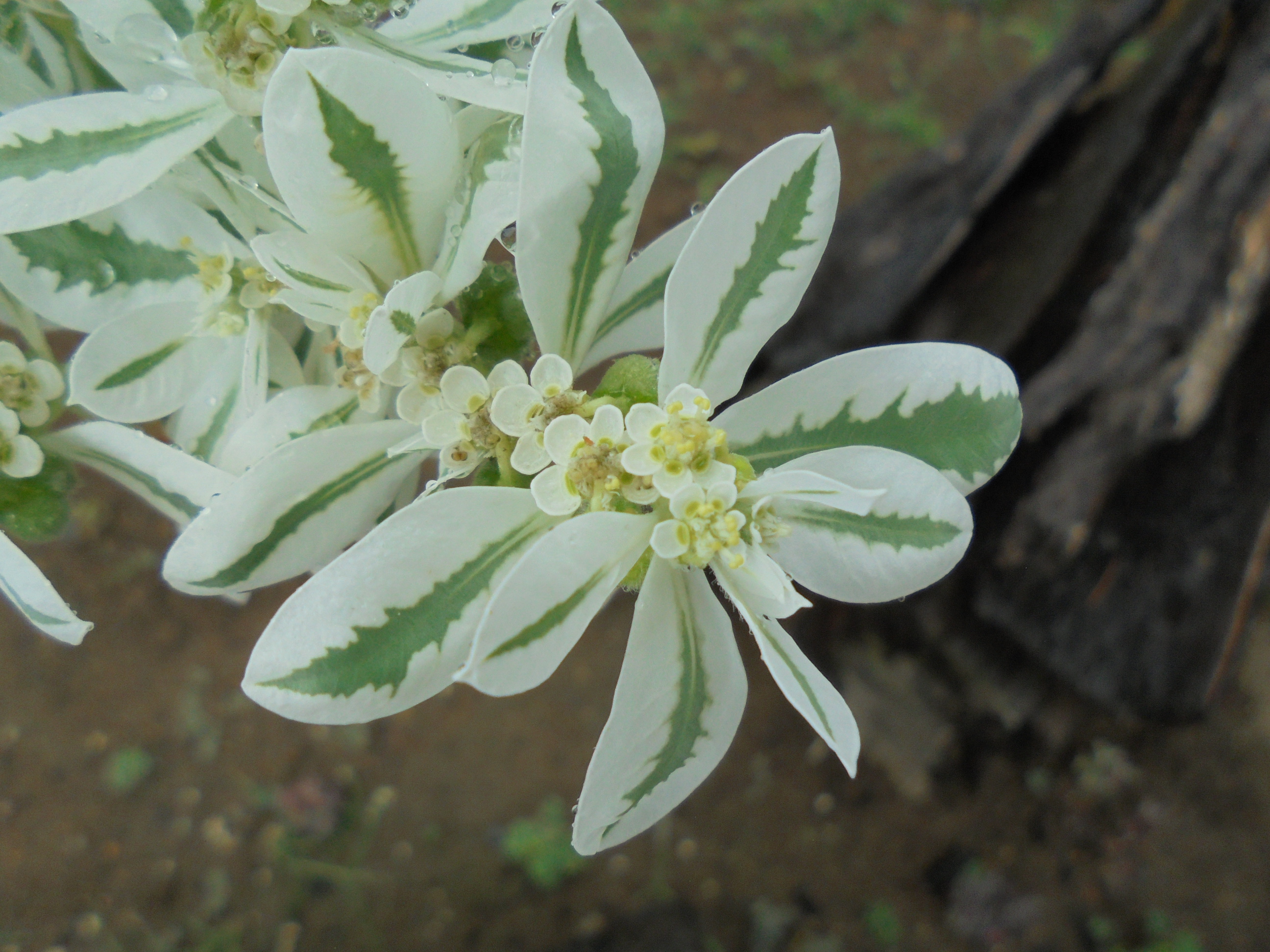 原寸大の写真へ 原寸大の写真へ