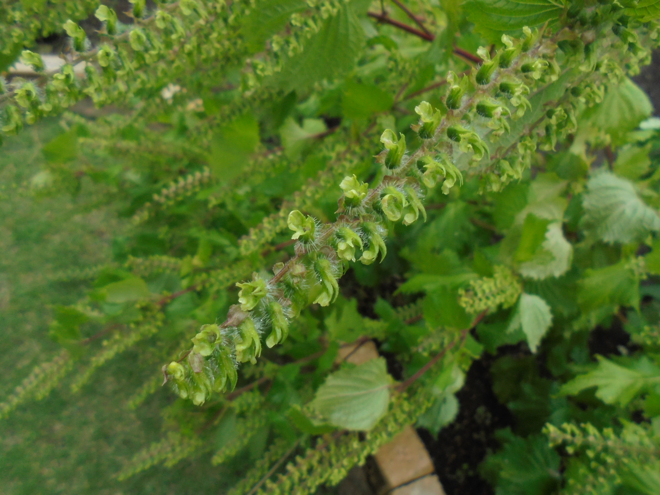 原寸大の写真へ 原寸大の写真へ