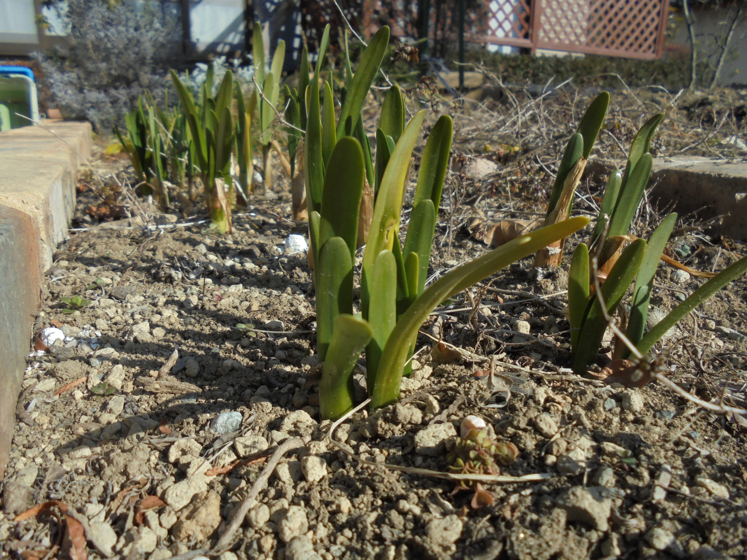 原寸大の写真へ 原寸大の写真へ
