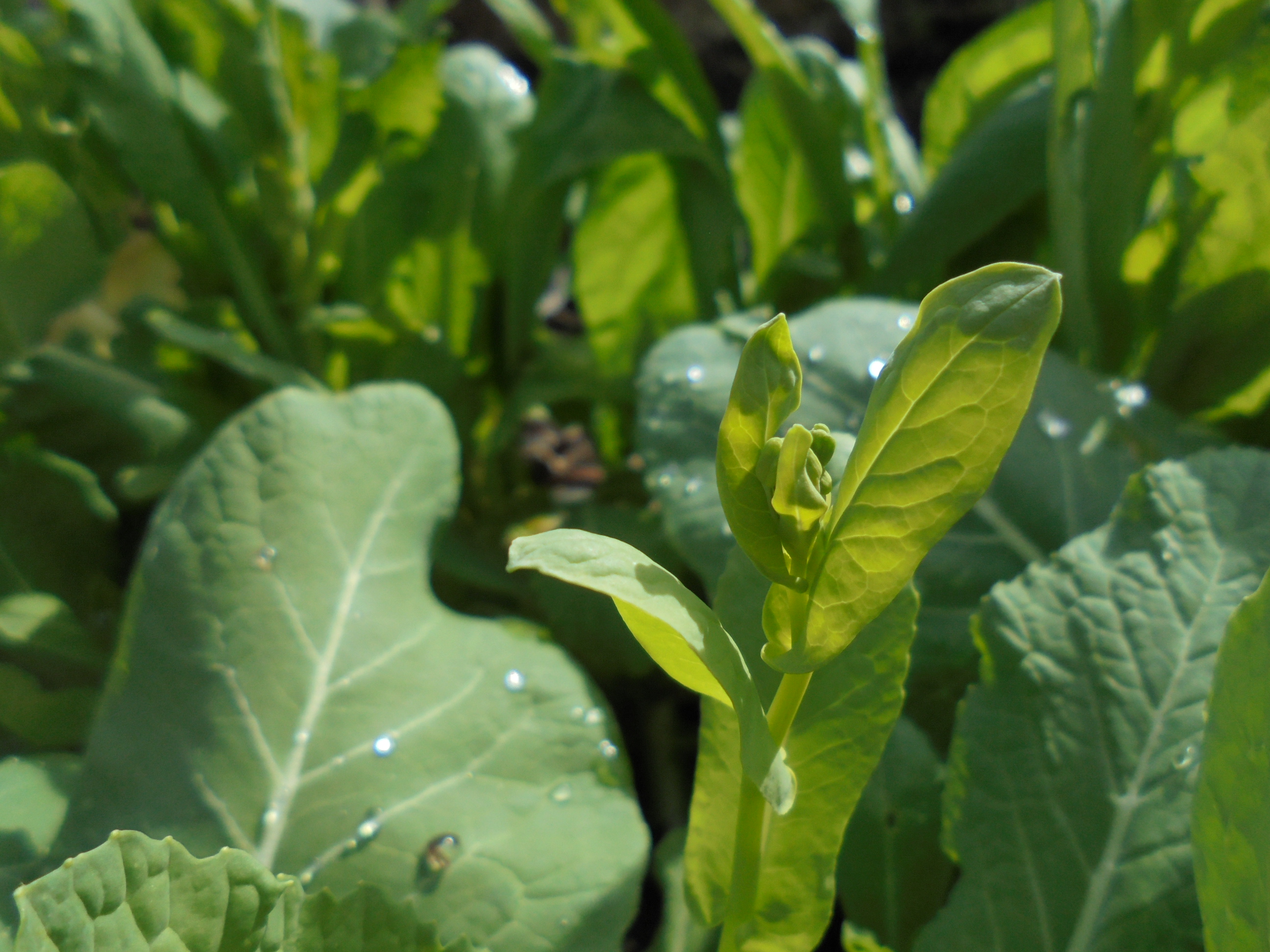 原寸大の写真へ 原寸大の写真へ