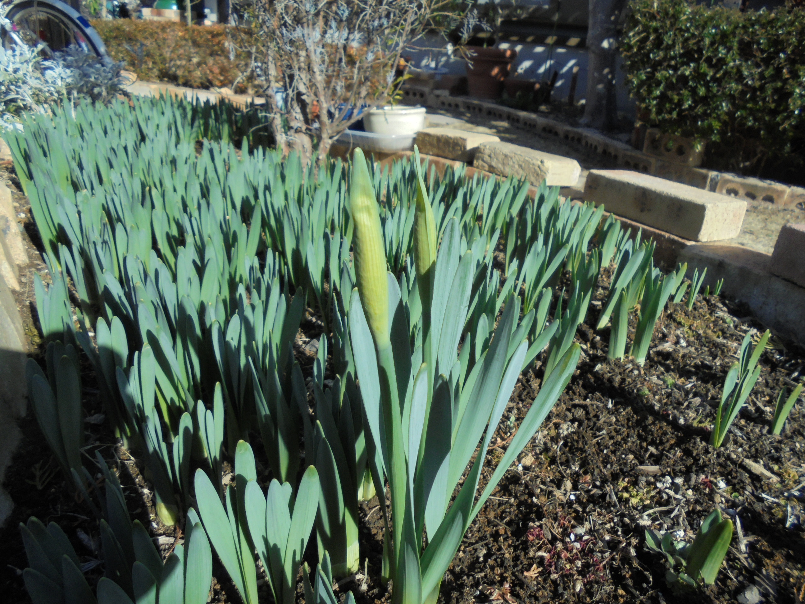 原寸大の写真へ 原寸大の写真へ