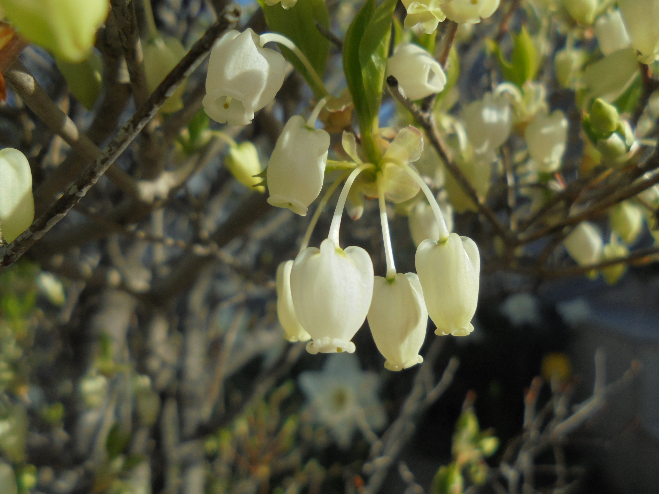 原寸大の写真へ 原寸大の写真へ