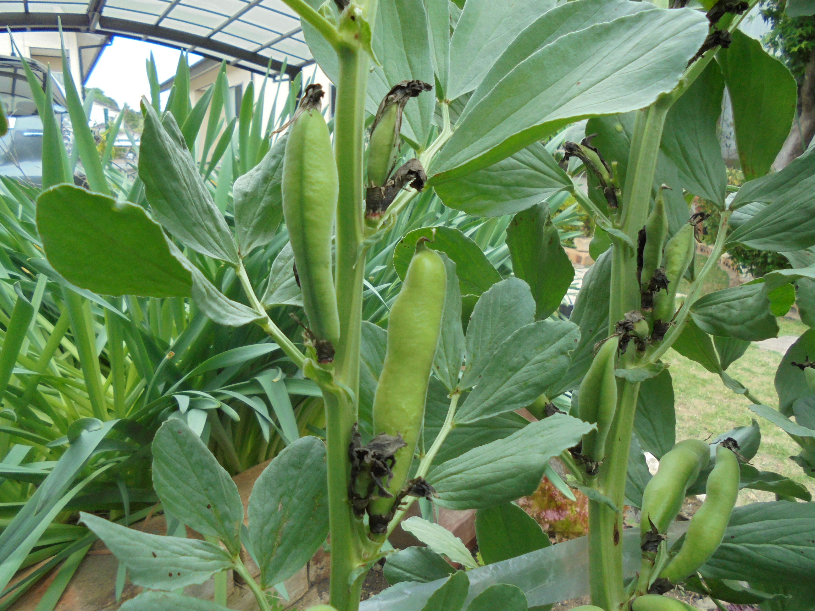 原寸大の写真へ 原寸大の写真へ